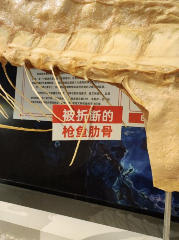 48万元标本被掰断，博物馆不修了