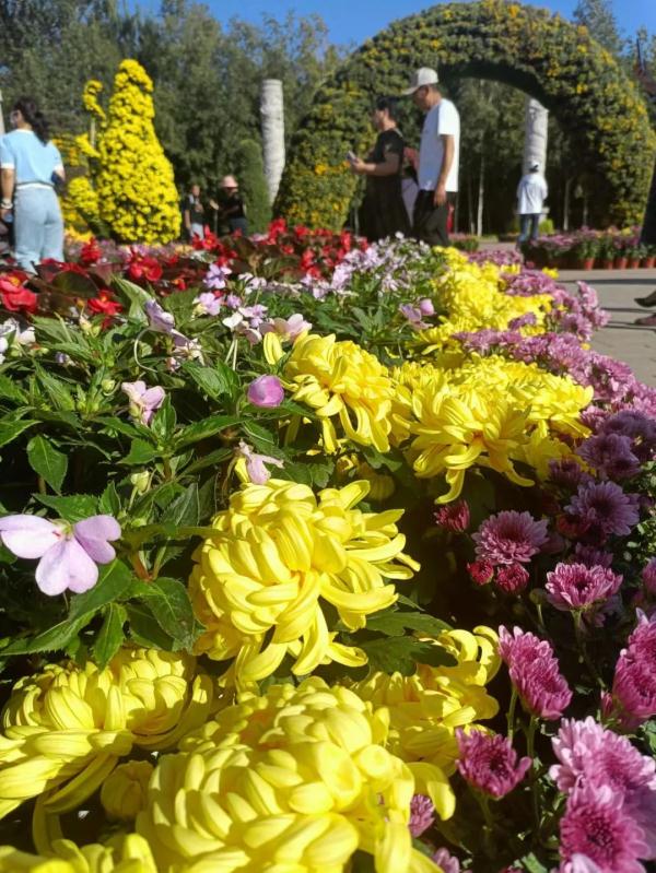 东北三省规模最大菊花展15日将在两个展区同时开幕