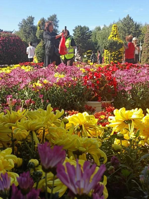 东北三省规模最大菊花展15日将在两个展区同时开幕