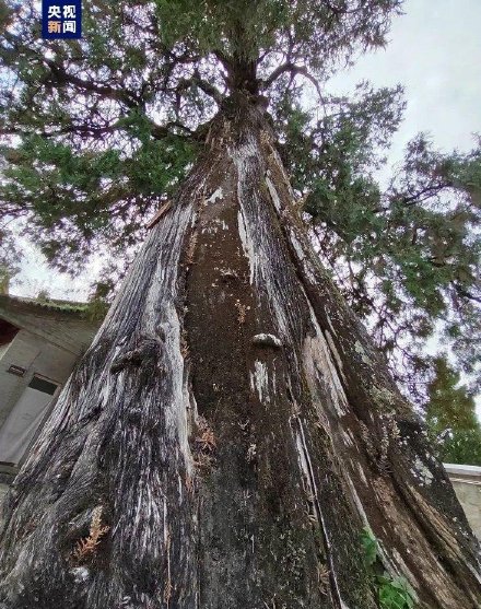 厉害了！全国仅存5株5000年以上古树都在陕西
