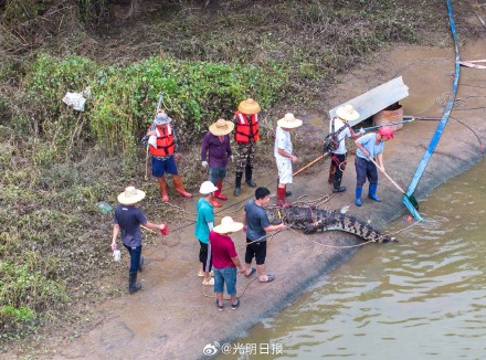 广东茂名:暴雨中出逃的鳄鱼已抓回58条 广东茂名:暴雨中出逃的鳄鱼已抓回58条
