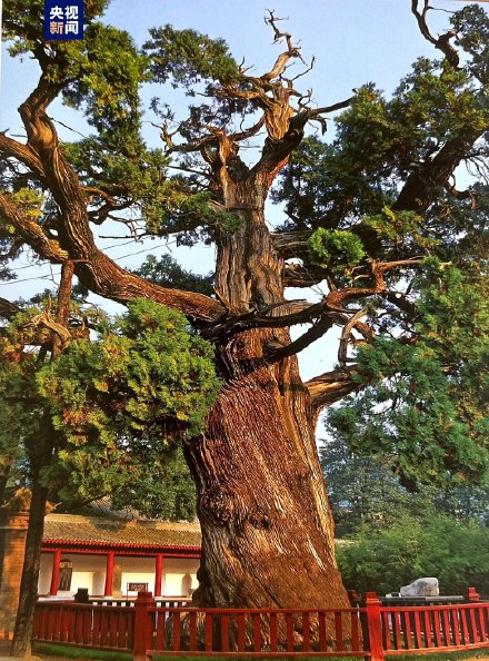 厉害了！全国仅存5株5000年以上古树都在陕西