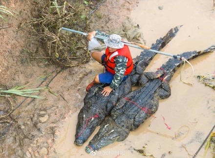 广东茂名:暴雨中出逃的鳄鱼已抓回58条 广东茂名:暴雨中出逃的鳄鱼已抓回58条