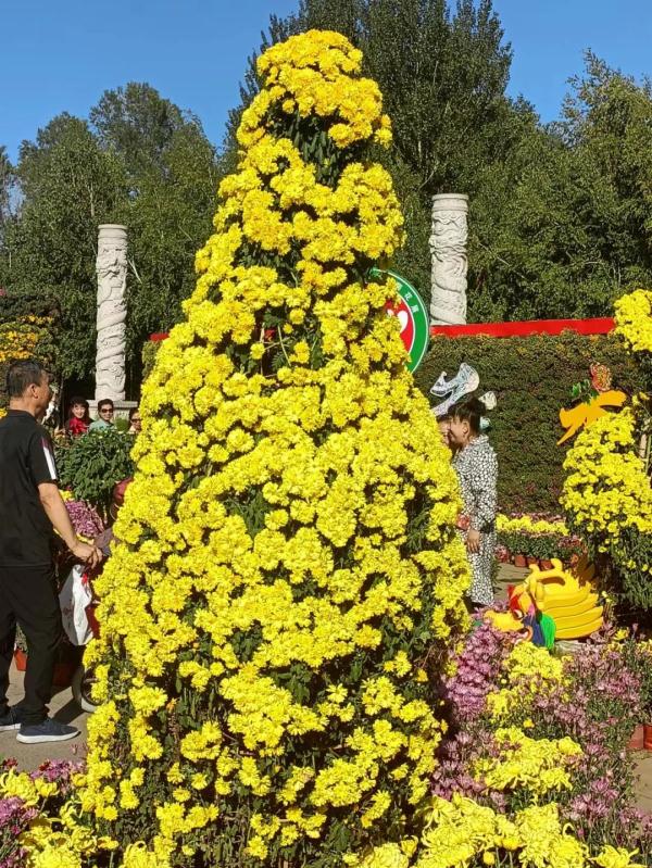 东北三省规模最大菊花展15日将在两个展区同时开幕