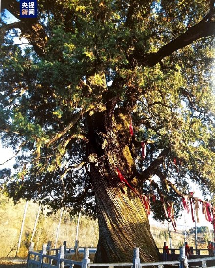 厉害了！全国仅存5株5000年以上古树都在陕西