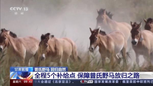 穿越20公里戈壁荒漠 普氏野马放归自然 它们如何补充体能？