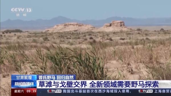 穿越20公里戈壁荒漠 普氏野马放归自然 它们如何补充体能？