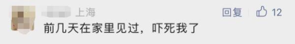 吓人！上海街头，“海参”毛毛虫从天而降……官方提醒：近期或爆发