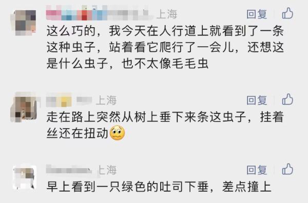 吓人！上海街头，“海参”毛毛虫从天而降……官方提醒：近期或爆发