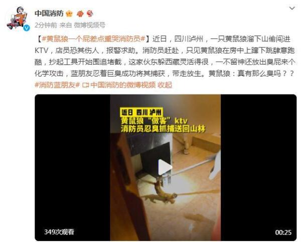 黄鼠狼闯进KTV,放臭屁差点熏哭消防员 黄鼠狼闯进KTV,放臭屁差点熏哭消防员