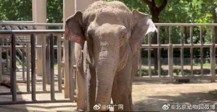 北京动物园44岁亚洲象阿拉莉雅离世