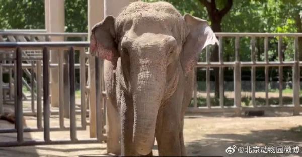 北京动物园44岁亚洲象离世