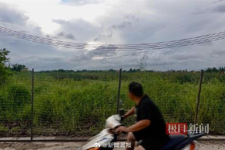 广东茂名出逃鳄鱼已抓获62条，湖边拉起1米多高铁丝网