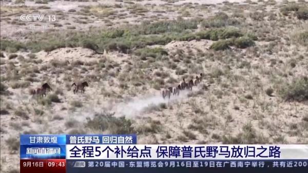 穿越20公里戈壁荒漠 普氏野马放归自然 它们如何补充体能？