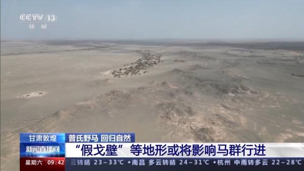 穿越20公里戈壁荒漠 普氏野马放归自然 它们如何补充体能？