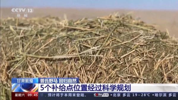 穿越20公里戈壁荒漠 普氏野马放归自然 它们如何补充体能？