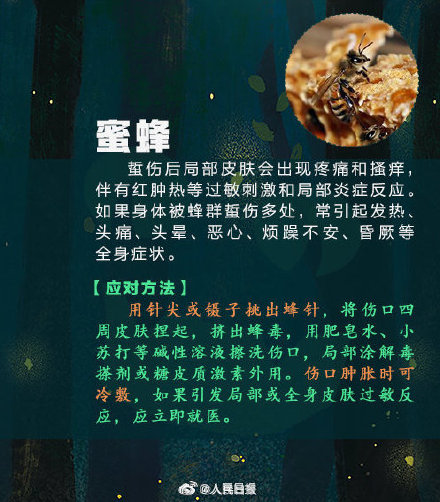 女子捏死隐翅虫手臂被腐蚀7天还没好 女子捏死隐翅虫手臂被腐蚀7天还没好