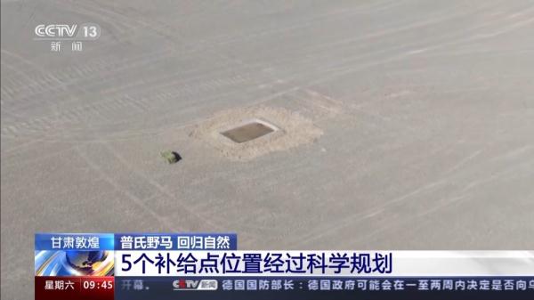 穿越20公里戈壁荒漠 普氏野马放归自然 它们如何补充体能？