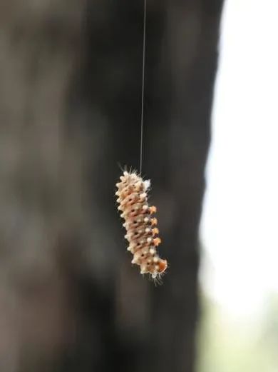 吓人！上海街头，“海参”毛毛虫从天而降……官方提醒：近期或爆发