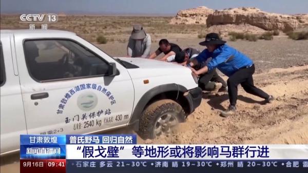 穿越20公里戈壁荒漠 普氏野马放归自然 它们如何补充体能？