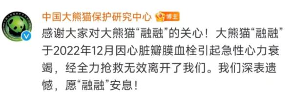 大熊猫“公主”“融融”均已离世,因病抢救无效死亡 大熊猫“公主”“融融”均已离世,因病抢救无效死亡