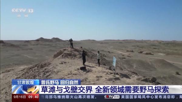 穿越20公里戈壁荒漠 普氏野马放归自然 它们如何补充体能？