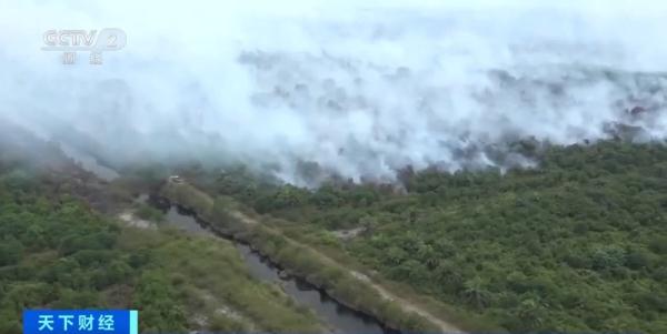 印尼多地干燥炎热致泥炭地火灾频发 城市被浓烟笼罩