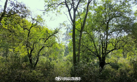 祝贺！普洱景迈山古茶林文化景观申遗成功