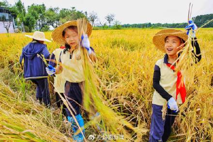 下田、割水稻、做稻草人成都年轻父母遛娃新方式 下田、割水稻、做稻草人成都年轻父母遛娃新方式