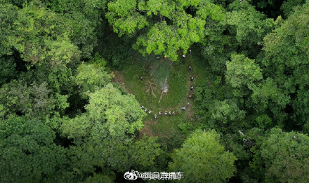 祝贺！普洱景迈山古茶林文化景观申遗成功