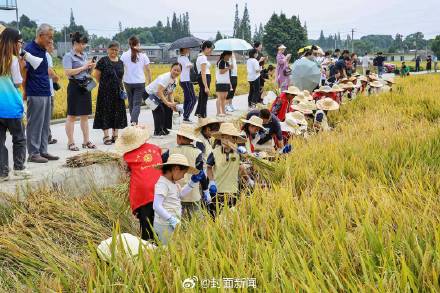 下田、割水稻、做稻草人成都年轻父母遛娃新方式 下田、割水稻、做稻草人成都年轻父母遛娃新方式