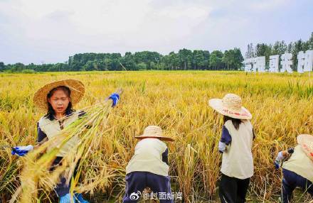 下田、割水稻、做稻草人成都年轻父母遛娃新方式 下田、割水稻、做稻草人成都年轻父母遛娃新方式