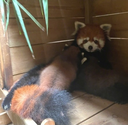 广州动物园明星小熊猫“晞晞”首次当妈,诞下一对龙凤胎即将满百天! 广州动物园明星小熊猫“晞晞”首次当妈,诞下一对龙凤胎即将满百天!