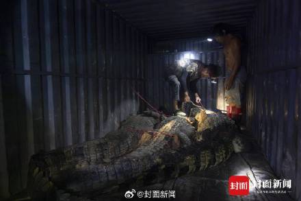 广东茂名出逃鳄鱼已捕获69条 还有2条仍在搜寻
