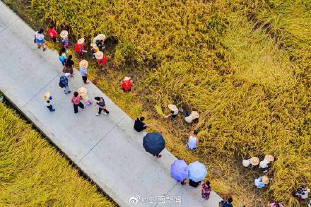 下田、割水稻、做稻草人成都年轻父母遛娃新方式 下田、割水稻、做稻草人成都年轻父母遛娃新方式