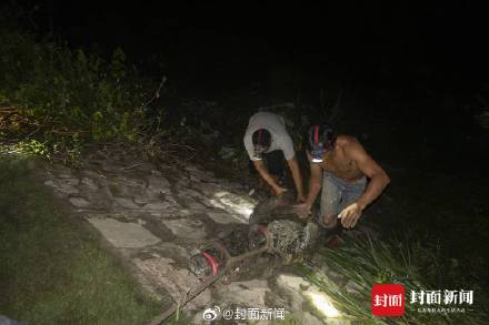 广东茂名出逃鳄鱼已捕获69条 还有2条仍在搜寻