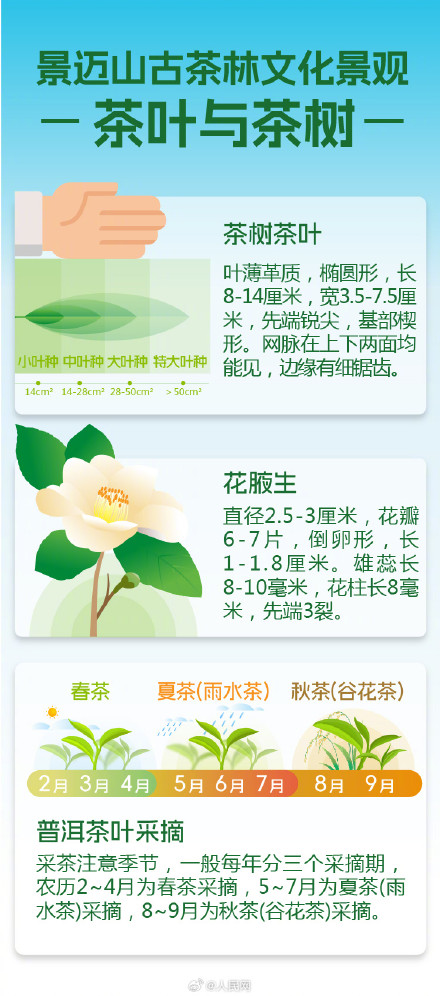 9图了解世界遗产普洱景迈山古茶林 9图了解世界遗产普洱景迈山古茶林