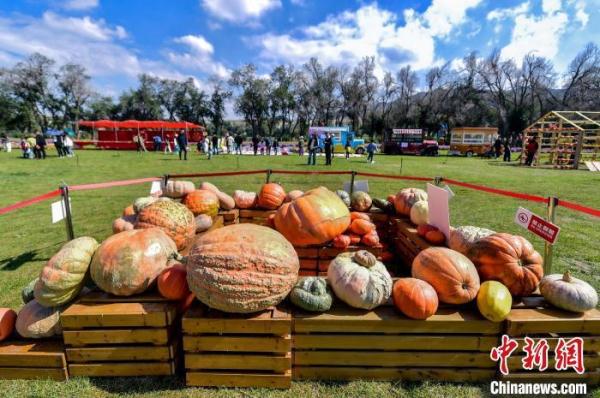 巨型南瓜狂欢节亮相乌鲁木齐 巨型南瓜狂欢节亮相乌鲁木齐