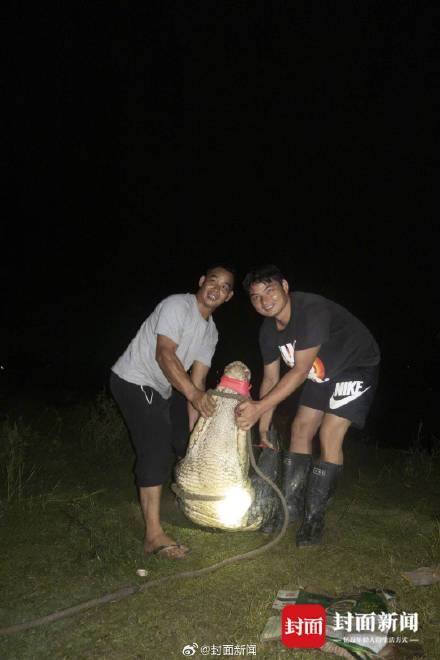 广东茂名出逃鳄鱼已捕获69条 还有2条仍在搜寻