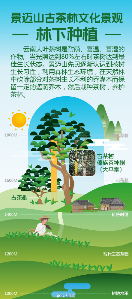 9图了解世界遗产普洱景迈山古茶林 9图了解世界遗产普洱景迈山古茶林