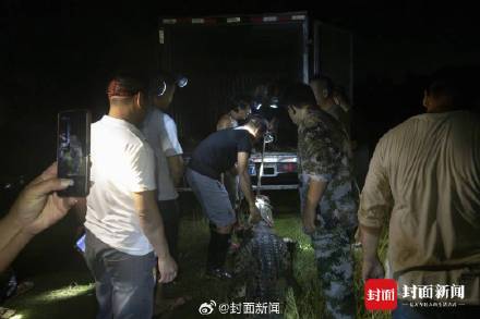 广东茂名出逃鳄鱼已捕获69条 还有2条仍在搜寻