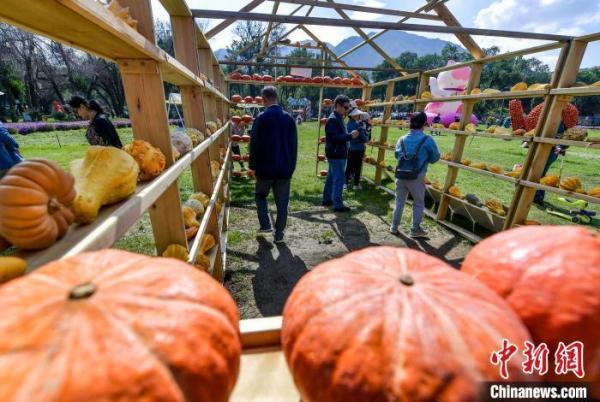 巨型南瓜狂欢节亮相乌鲁木齐 巨型南瓜狂欢节亮相乌鲁木齐