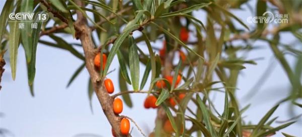 新疆乌什15万余亩沙棘进入成熟期 当地村民忙采收