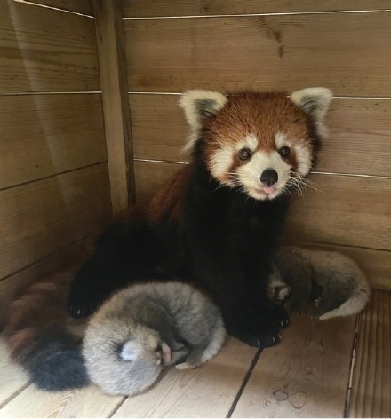 广州动物园明星小熊猫“晞晞”首次当妈,诞下一对龙凤胎即将满百天! 广州动物园明星小熊猫“晞晞”首次当妈,诞下一对龙凤胎即将满百天!