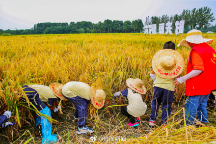 下田、割水稻、做稻草人成都年轻父母遛娃新方式 下田、割水稻、做稻草人成都年轻父母遛娃新方式