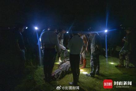 广东茂名出逃鳄鱼已捕获69条 还有2条仍在搜寻