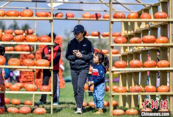 巨型南瓜狂欢节亮相乌鲁木齐 巨型南瓜狂欢节亮相乌鲁木齐