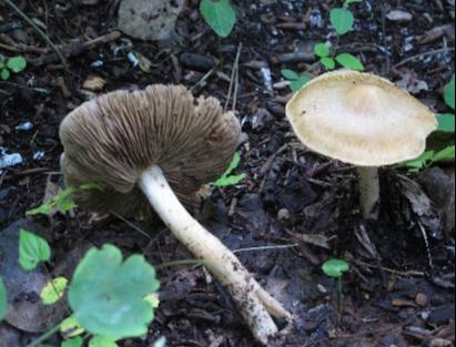 有毒!事发西安,2岁幼儿因此生命垂危!近期高发→ 有毒!事发西安,2岁幼儿因此生命垂危!近期高发→