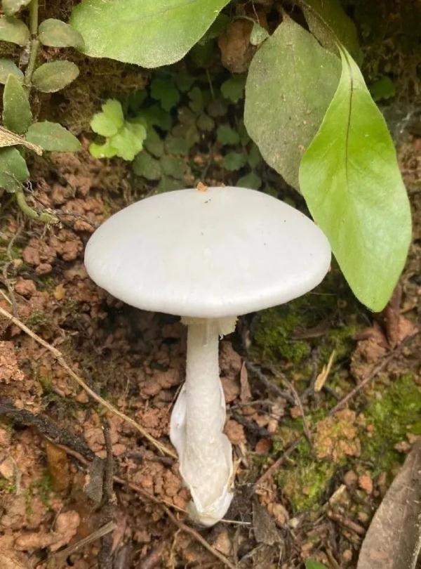 有毒!事发西安,2岁幼儿因此生命垂危!近期高发→ 有毒!事发西安,2岁幼儿因此生命垂危!近期高发→