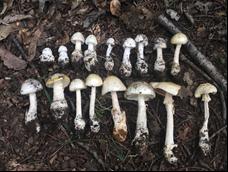 有毒!事发西安,2岁幼儿因此生命垂危!近期高发→ 有毒!事发西安,2岁幼儿因此生命垂危!近期高发→